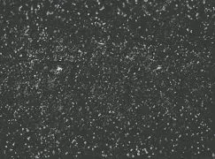 Black Truffle (black silver)