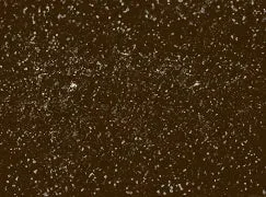 Gold Mocha (brown bronze)