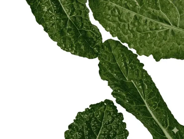 Magnesium