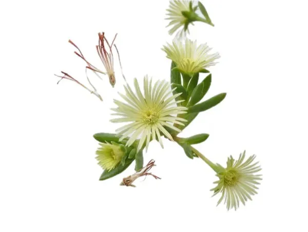 Zembrin® Kanna