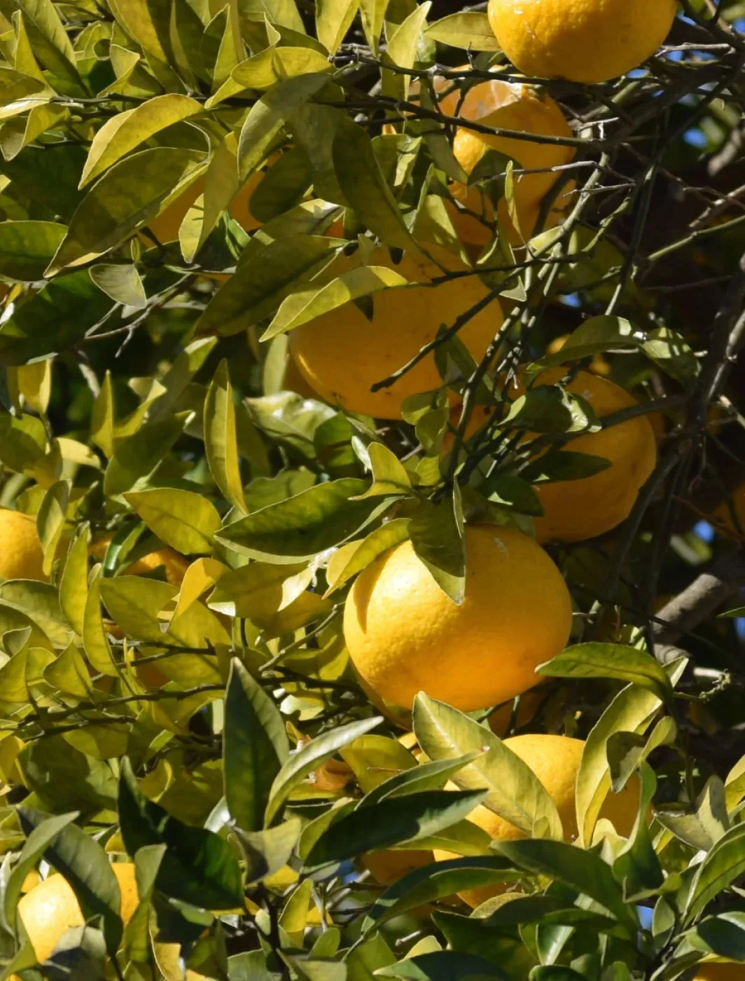 Yuzu scent note