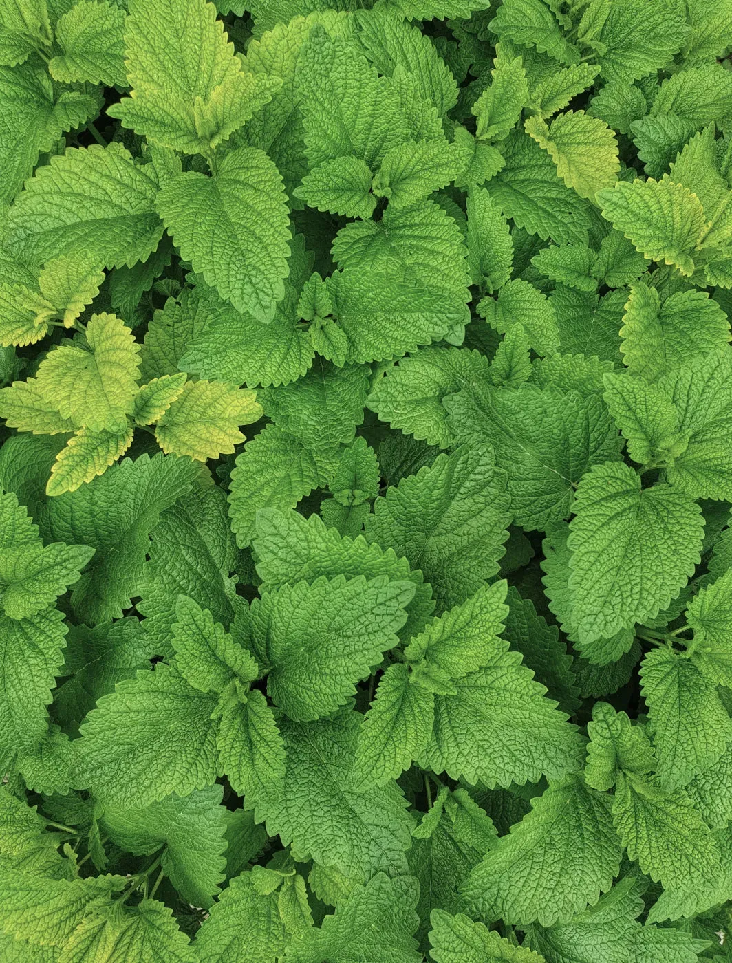 Mint scent note