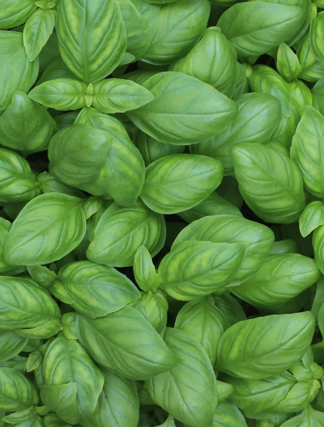 Basil scent note