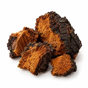 Chaga mushroom