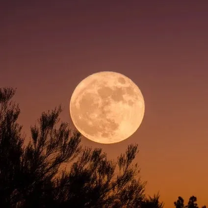 Full moon above trees at dusk