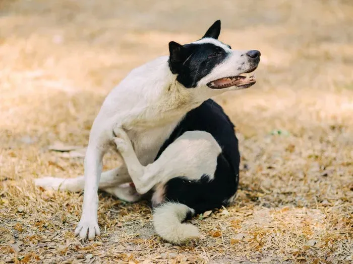 Dog scratching outdoors